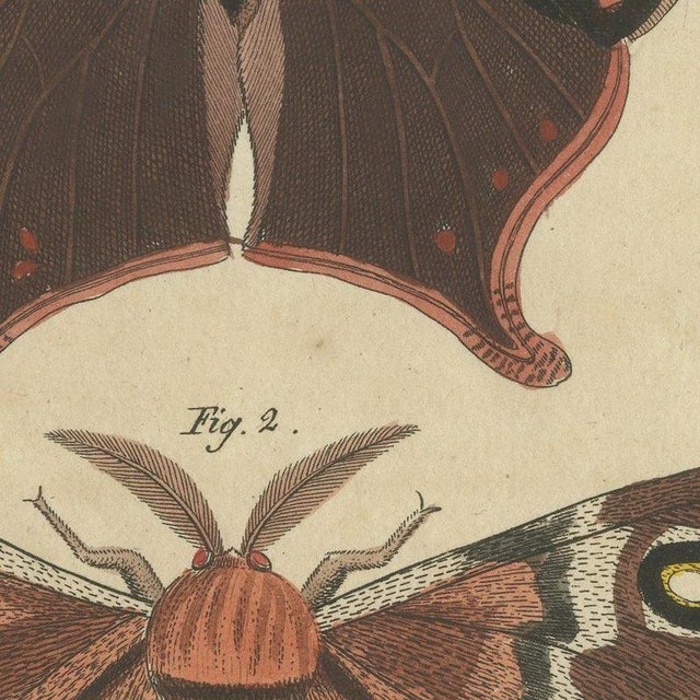 Beige Bertuch, Exotic Butterflies and Saturniid Moth, 1815, Print For Sale - Image 8 of 12