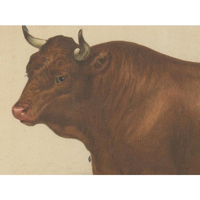 Borie, Salers Bull, French Cattle Breed, 1863, Chromolithograph For Sale - Image 4 of 9