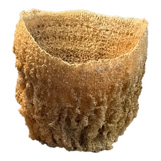 Large Natural Sea Basket Sponge Vase Very Large. For Sale
