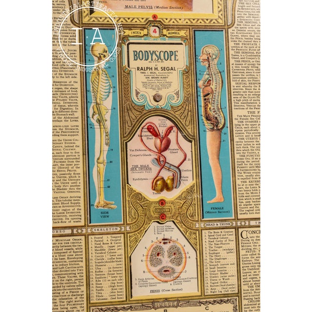 Vintage “Bodyscope” Rotating Anatomical Chart by Ralph H. Segal For Sale - Image 4 of 11