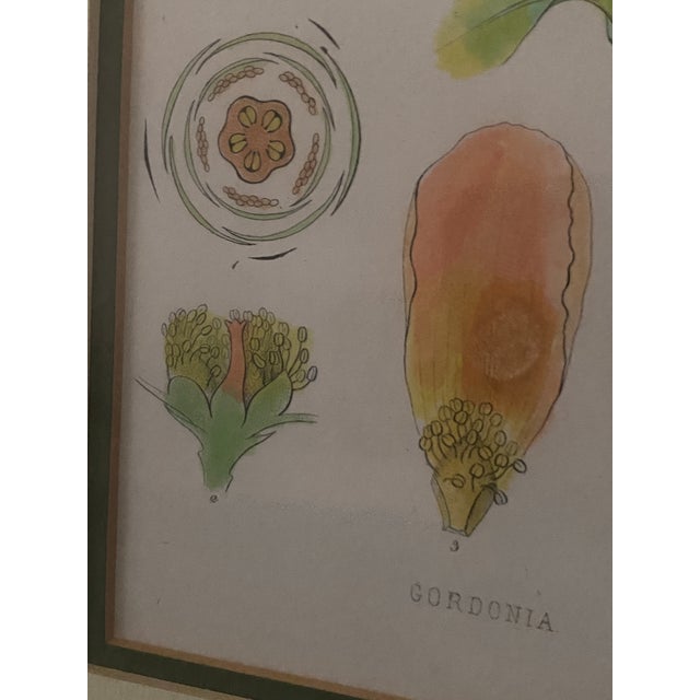 Illustration Vintage Mid-Century Mark Catesby "The Balsam Tree" Framed Botanical Print, 1950s For Sale - Image 3 of 12