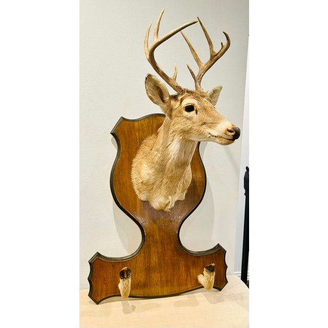 A fun and interesting conversation starter. This is a vintage taxidermy white-tailed 8 point deer shoulder mount with a...