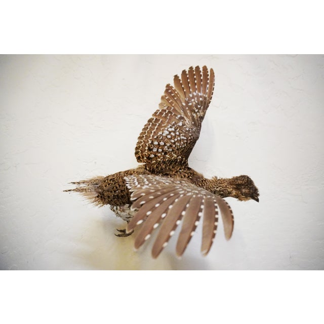 Taxidermy Pheasant bird mid-flight. Female Pheasant Hen with a small wood branch. This piece would be a great addition to...
