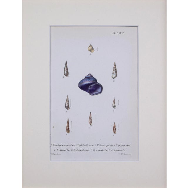 Antique hand colored lithograph published 1869 in London from "British Conchology, or an Account of The Mollusca" by John...