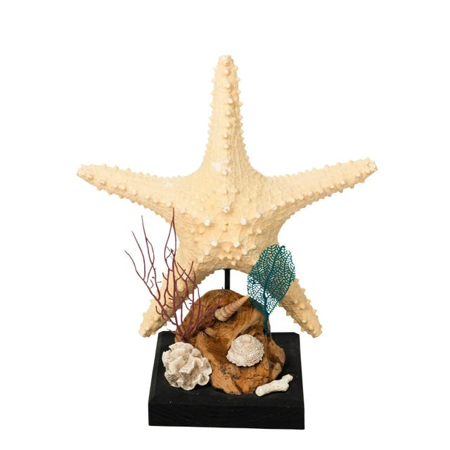 Black Nautical Shell Display With Starfish For Sale - Image 8 of 8