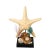 Black Nautical Shell Display With Starfish For Sale - Image 8 of 8