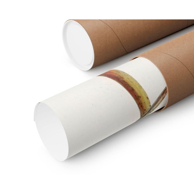 Brown Pelican (Audubon), Vintage Art Print Reproduction, 24″ × 36″ For Sale In Buffalo - Image 6 of 6