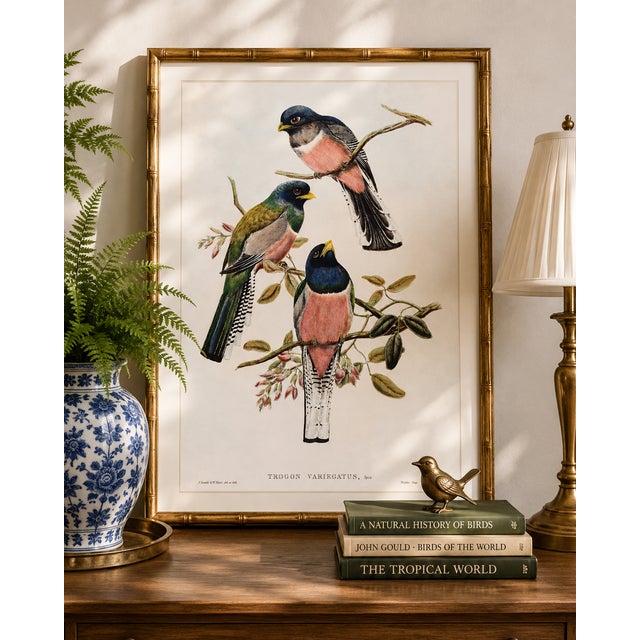 Illustration Vintage Tropical Bird Illustration, Bird Art Print Reproduction, 20" X 30" For Sale - Image 3 of 10