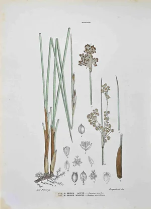 Vincenzo Tenore, The Juncaceae, Lithograph, 1870s