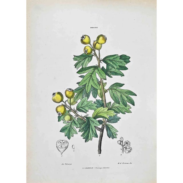 Vincenzo Tenore, The Azarolo, Lithograph, 1870s For Sale