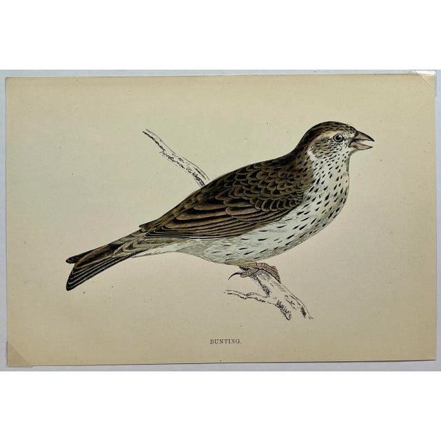 Antique Bird Print From England Showcasing a Majestic Brown Bunting - Circa 1888. Print measures 7 3/8” W x 5” T Attached...