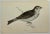 Antique Bird Print From England Showcasing a Majestic Brown Bunting - Circa 1888. Print measures 7 3/8” W x 5” T Attached...