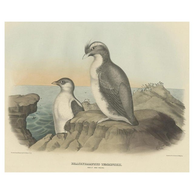 Antique bird print titled 'Brachyramphus Temminckii'. Old bird print depicting an adult and young Temminck's Auk. This...