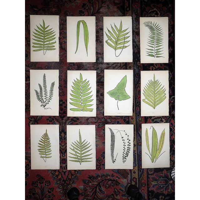 Antique 19th Century Botanical Fern Wood Engravings - Set of 12 For Sale - Image 9 of 9