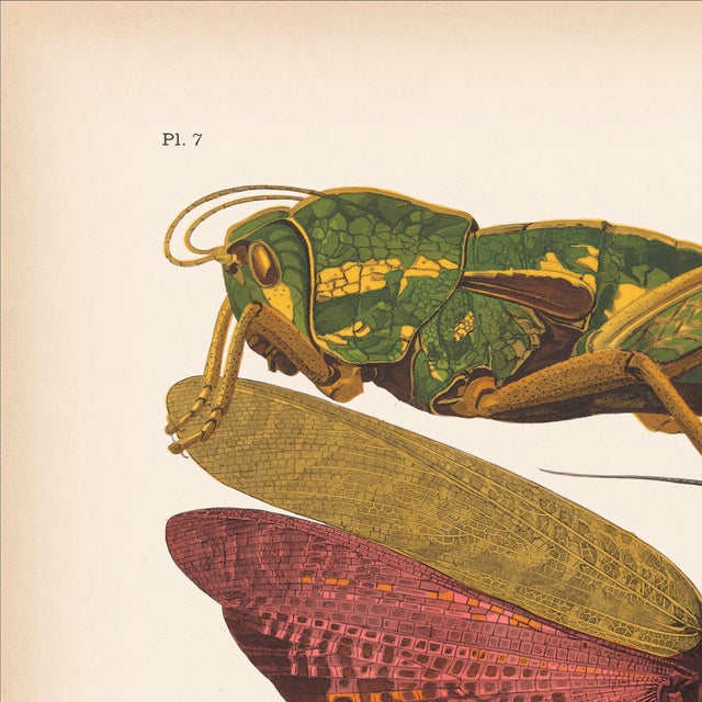 We are thrilled to present the exquisite Séguy Insects #7, available exclusively on Chairish, in the standard 14x18-inch...