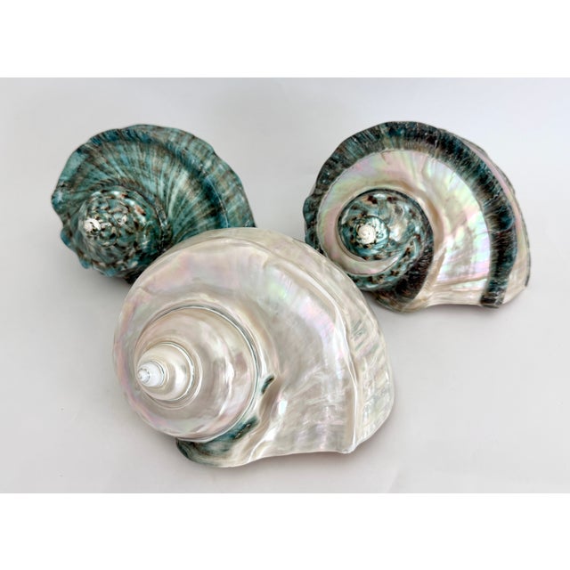 Rare Mother-of-Pearl Turbo Marmoratus Shell For Sale - Image 9 of 10