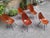 Chairs by Vittorio Nobili for Medea, 1950s, Set of 6 For Sale - Image 11 of 14