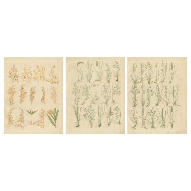 Carl Gustav Calwer, Oats and Wild Grasses Prints, 1852, Lithographs, Set of 3 For Sale - Image 9 of 9