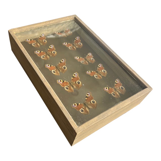 Vintage Exortic Butterfly Specimen Shadowbox For Sale