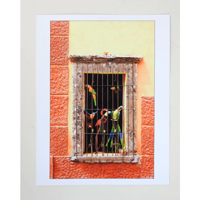 Photograph on paper of colorful toy parrots displayed in window. Unsigned. Unframed.