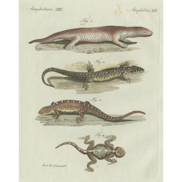 Paper Bertuch, Four Exotic Lizards, 1802, Engraving For Sale - Image 7 of 9