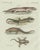 Paper Bertuch, Four Exotic Lizards, 1802, Engraving For Sale - Image 7 of 9