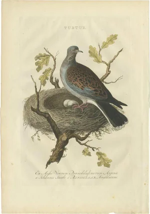 European Turtle Dove, 1770, Paper