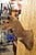 Vintage African Cape Bushbuck Taxidermy Shoulder Mount Cabin Wall Decor. Circa Mid 20th Century. Measurements (Overall):...