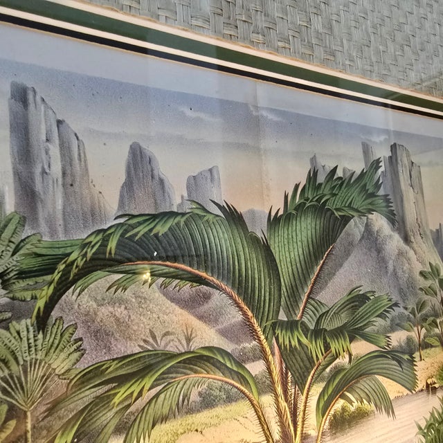 Mid 19th Century 19th-Century Botanical Exotic Palm Chromolithograph – Phoenicophorium Sechellarum Museum Framed From L’Illustration Horticole For Sale - Image 5 of 10