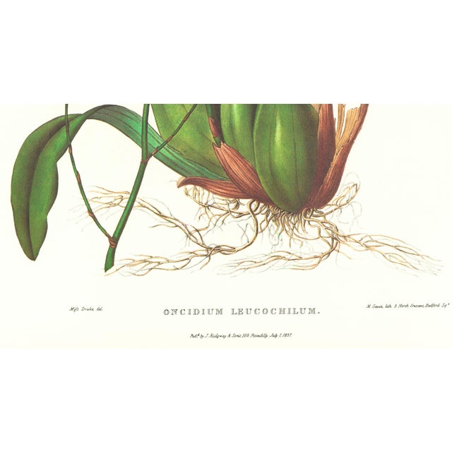 Realism Large 1973 Orchid Flower Lithograph "Oncidium Leucochilum (White-Lipped Oncidium)" After James Bateman For Sale - Image 3 of 7