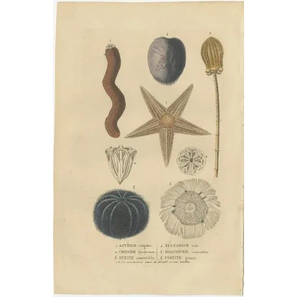 Sea Splendo, 1845, Paper, Set of 2 For Sale - Image 3 of 6