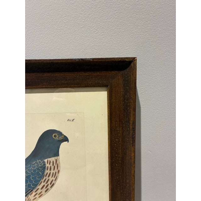 English Vintage Ringtail Hen Harrier Natural History Bird Print in Dark Wood Frame For Sale - Image 3 of 5