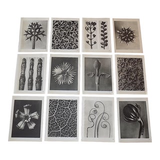 Vintage Karl Blossfeldt Botanical Photogravures-Set of 12 For Sale