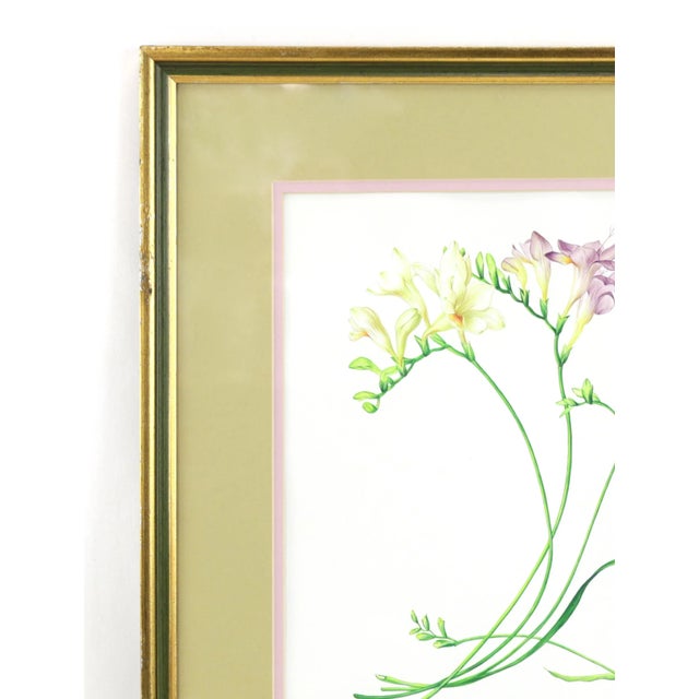 Art Deco Vintage Hand-Painted Plant Specimen Watercolor Freesia Flower (With Frame). Signed in the Lower Right Corner For Sale - Image 3 of 9