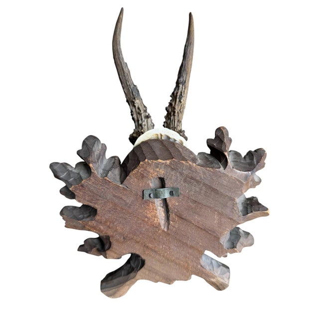 1900 - 1909 Roe Deer Trophy 237 Black Forest Antlers For Sale - Image 5 of 5