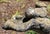 Mid 20th Century Mid-20th Century English Cast Stone Birdbath For Sale - Image 5 of 5