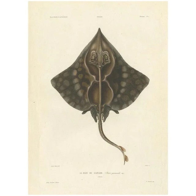 Gaimards Skate Raia Gaimardi, 1845, Hand-Colored Lithograph For Sale - Image 10 of 10