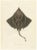 Gaimards Skate Raia Gaimardi, 1845, Hand-Colored Lithograph For Sale - Image 10 of 10