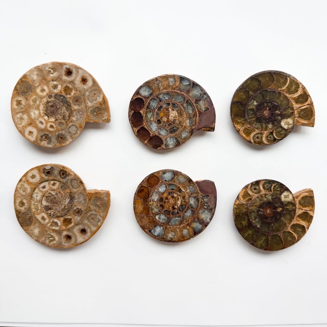 Set of Six Split and Polished Ammonite Fossils For Sale - Image 12 of 12