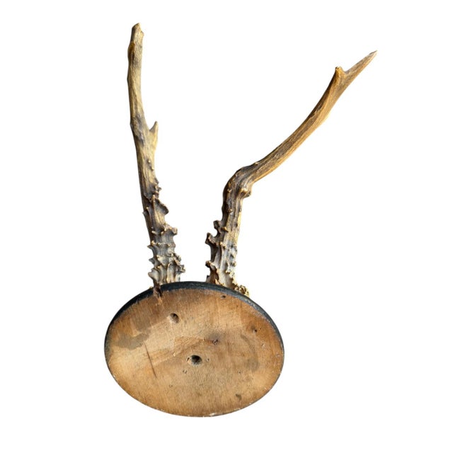 1900 - 1909 Roe Deer Trophy Rd8 Black Forest Antlers Mount For Sale - Image 5 of 5