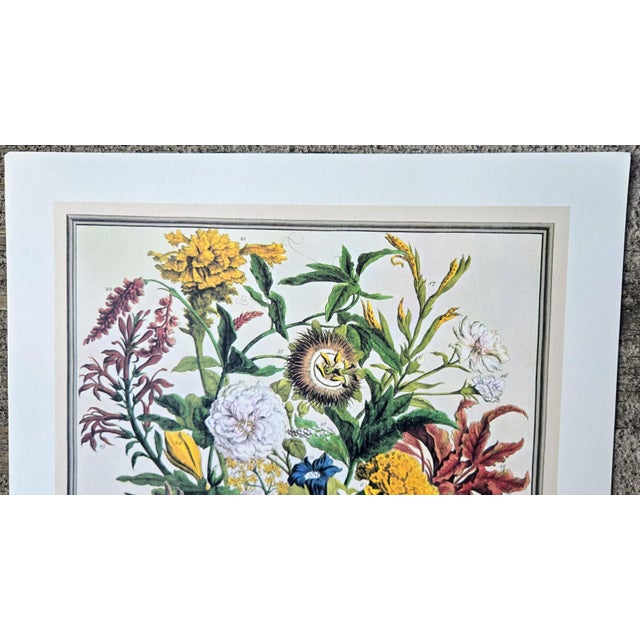 Green 1980s Vintage Robert Furber September Botanical From "Twelve Months of Flowers” Pierpont Morgan Library Print For Sale - Image 8 of 12
