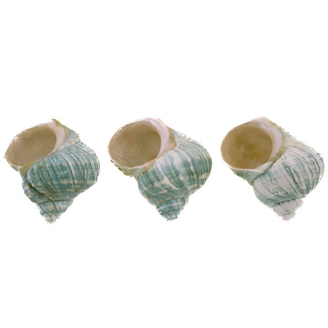 Aqua Green Blue Turbo Shells – Set of 3 For Sale - Image 4 of 5