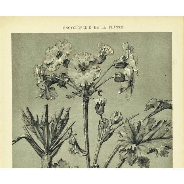 RARE! This is an original 1902 antique botanical of a drawing from a French portfolio of 4 volumes of "Encyclopedie de la...