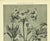 RARE! This is an original 1902 antique botanical of a drawing from a French portfolio of 4 volumes of "Encyclopedie de la...