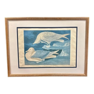 John James Audubon White-Winged Silvery Gull – 1835 Havell Elephant Folio Plate For Sale