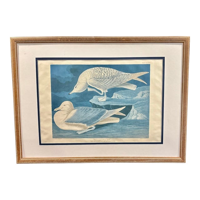 John James Audubon White-Winged Silvery Gull – 1835 Havell Elephant Folio Plate For Sale