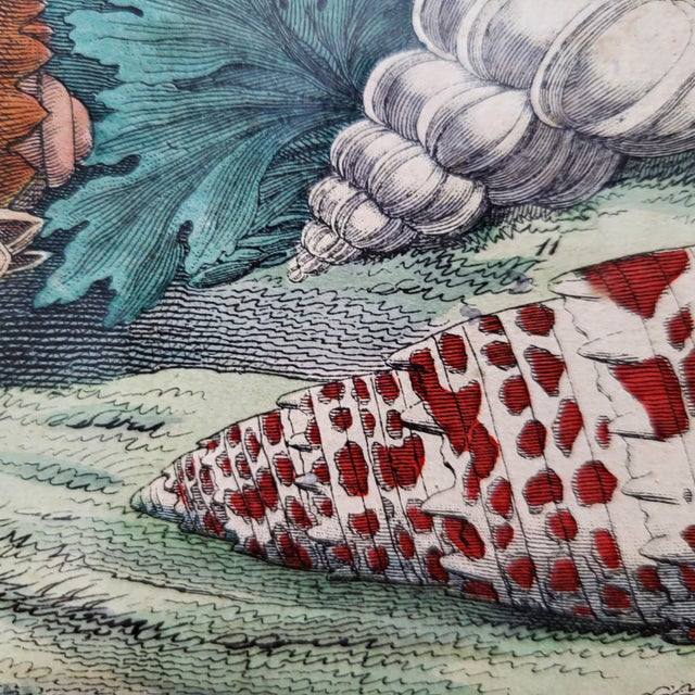 Antique Zoological Print with Molluscs, 19th Century For Sale - Image 5 of 10