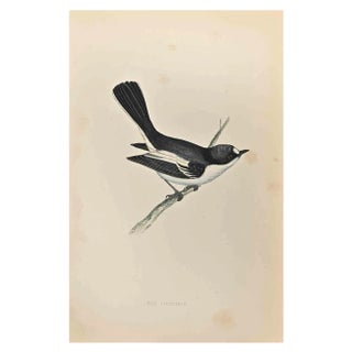 Alexander Francis Lydon, Red-Breasted Pied Flycatcher, Woodcut Print, 1870 For Sale