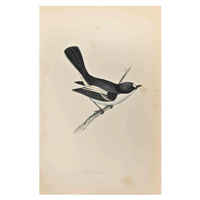 Alexander Francis Lydon, Red-Breasted Pied Flycatcher, Woodcut Print, 1870 For Sale