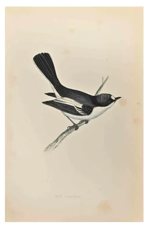 Alexander Francis Lydon, Red-Breasted Pied Flycatcher, Woodcut Print, 1870